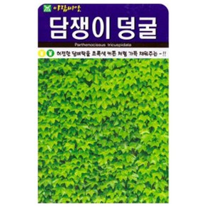 아람 담쟁이 덩굴 씨앗 500립, 3개
