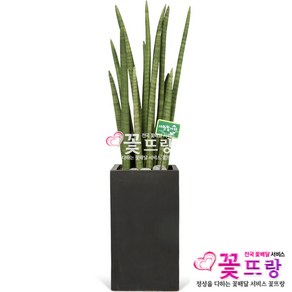 꽃뜨랑 전국배송 대형화분 행운목 해피트리 스투키 금전수 개업화분 당일배송꽃배달, C01 스투키, 1개