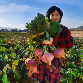 순무(최상품)(무청별도써비스)강화도 연미농장