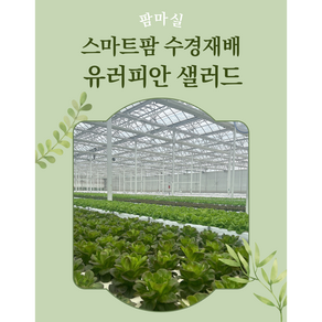 (팜마실) 유러피안 샐러드 상추 3~4종 김제스마트팜혁신밸리 스마트팜 1kg 2kg 샐러드채소 샐러드야채 유럽상추 채소, 1개