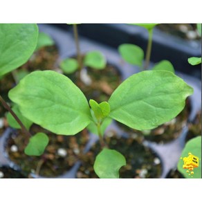 화천 자연애 더덕 모종 10구(트레이), 10개