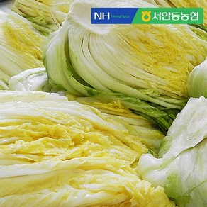 (출고날짜선택) 농협 절임배추 haccp 안동풍산김지 절임배추 10kg