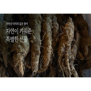 산더덕 자연산더덕 야생더덕 500g 1kg - 강원도 정선 높은산에서 채취, 1개