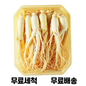 [청년프레쉬] 금산 세척 인삼 200g-750g 수삼 담금주 간식선물 삼 삼계탕 오쿠용 난발삼 5년근 6년근 홍삼, 500g, 난발삼(콩삼), 1개