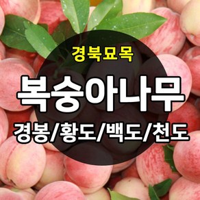 [경북농원] 복숭아나무 접목묘 특선 (경봉/백도/황도/천도/신비), 경봉 접목  중묘, 1개