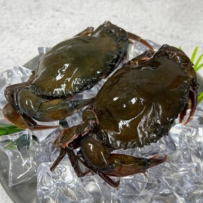 소프트쉘 크랩 900g 태국산 냉동 탈피 꽃게 푸팟퐁커리 머드크랩 껍질먹는게 톱날 꽃게, 소프트크랩(900g) 8미, 1개