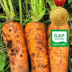 [달콤아삭] 제주구좌 최고급 국내산 흙당근, 1박스, 제주당근 (쥬스용) 1.8kg