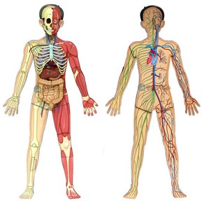 양면 조립식 전신 인체 모형 1인용 인체모형 인체해부도 자연과학완구 과학실험교구
