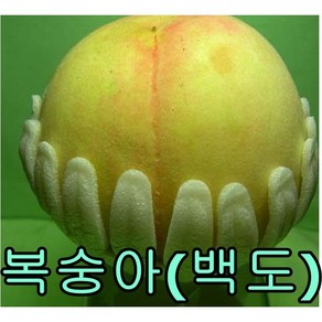 복숭아(백도)나무 접목1년특 묘목 꽃나무 과일나무 매화 유실수, 1개, 천도