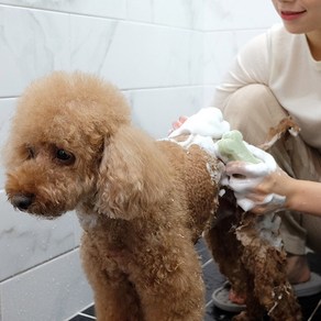 강아지비누 고양이샴푸 천연비누 천연샴푸 애견비누 10종, 딸기시어버터, 100g