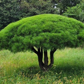 리서스원예 반송 반송나무 묘목 접목1년 10주 묶음