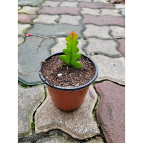 생선뼈선인장 미니소품 파쉬본 립살리스쇼우 10~20cm 19, 1개