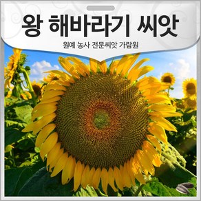 왕 해바라기 씨앗 10알 해바라기씨 종자