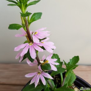 [다온야생화] N4517 누운숫잔대 (분홍) (10cm) [랜덤], 1개