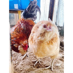 [12개세트] [파란 알을 낳는 관상닭] [블루 휘튼 아메라우카나 3종 종란] 분양 [Blue Wheaten Ameaucana] 병아리 부화용 유정란 청란계 품종닭, 50g, 12개