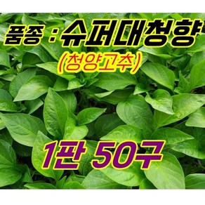 [한양농업마트] 청양 고추모종 큰청양 PR 슈퍼대청향, 슈퍼대청향50구1판(50개), 1개