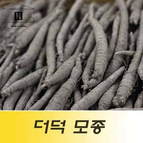 더덕뿌리모종 더덕묘종 더덕모종 더덕종자 더덕종근, 1개