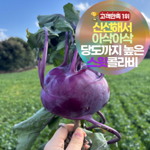 [12브릭스] 달큰아삭 제주 햇 콜라비 특상품 농장 직송 보라 무우, 4kg, 1개