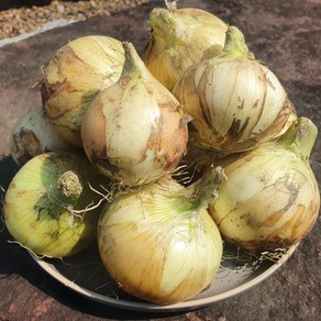 [GAP산지직송] 국내산 양파 2kg 3kg 5kg 햇양파, 1개, 중 3kg