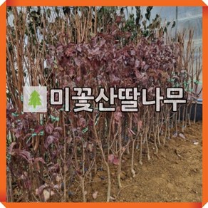 미꽃산딸나무 묘목 체로키치프 키150-180cm 개화주