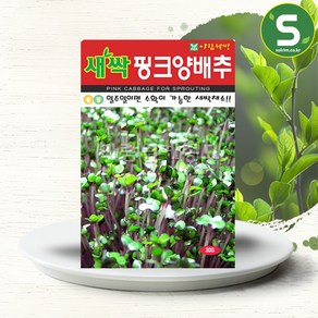 솔림텃밭몰 새싹핑크양배추 30g 핑크양배추 채소 씨앗 종자, 1개