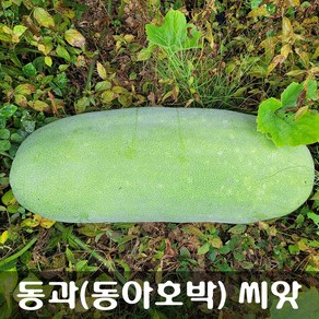 [해피플라워] 이뇨작용 부종개선 다이어트와 비만개선에 효과적인 동과(동아호박) 씨앗 100립 / 봄 파종 꽃씨, 1개