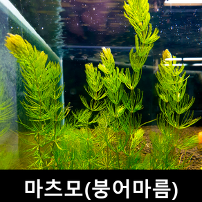 [수초몰] 마츠모(붕어마름) (3촉) 초보자수초 자연수초, 1개