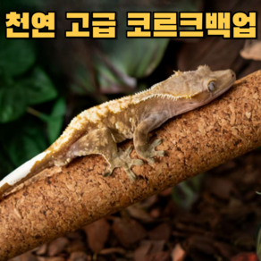 아스티렙 천연 코르크 크레스티드 게코 파충류 백업, 1개, 코르크 30cm