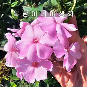 프록스 소품 핑키힐 [3포트 복남이네야생화 모종 플록스 phlox], 3개