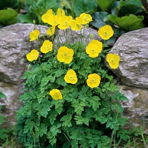 [모야모 꽃씨] 숙근양귀비 Welsh Poppy 2색상 씨앗 선택구매 노지월동, 노랑 30립, 1개