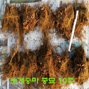 눈개승마 2년생 종묘 10주 판매, 1개