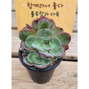 [룰루랄라다육][랜덤]다육식물 핑크플로라, 1개