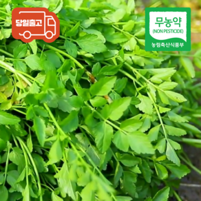 산직직송 무농약 아삭향긋 미나리 청도미나리, 1개, 2kg