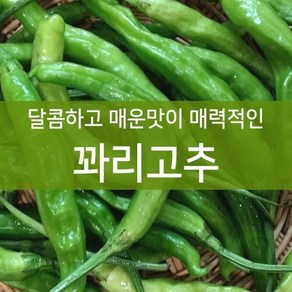 달콤하고 매운맛이 매력적인 꽈리고추 상 (2kg)