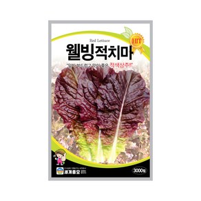 솔림텃밭몰 적치마상추씨앗 3000립 웰빙적치마 상추씨앗 상추씨