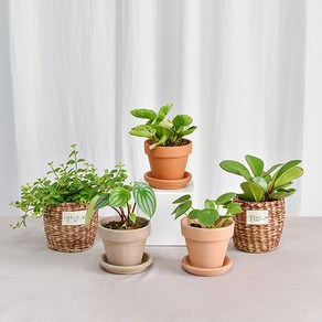 페페모음 실내공기정화식물 인테리어 실내 화분, 4.청페페, 이태리토분 황토(11호), 1개