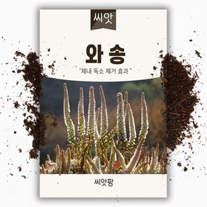 와송 씨앗 (3000립)