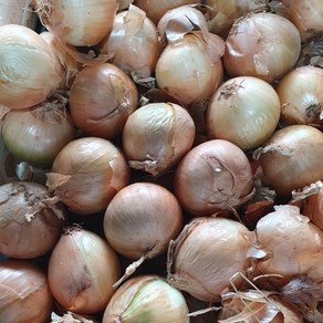 국내산 무안 햇양파 양파, 1박스, 5kg(소)