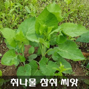 [해피플라워] 취나물 참취 씨앗 1g(500립) / 봄 여름 가을 파종 산채 종자