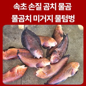 강원도 곰치 생물곰치 물곰치 물곰 생물곰치 물곰치생물 물메기 미거지 물텀벙 속초 고성 3-7kg