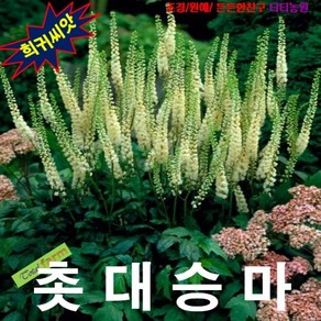 (희귀씨앗) 촛대승마(요정의촛불) 15립, 상세페이지 참조