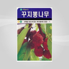 슬로시 나무 씨앗 단풍 담쟁이덩굴 씨 종자 해송 감나무, 1개