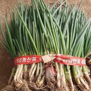 [당일수확] 청정 고흥 흙쪽파 쪽파 scallion spring onion