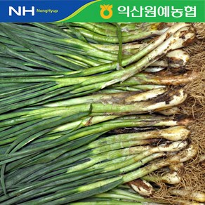 농협 쪽파 4kg