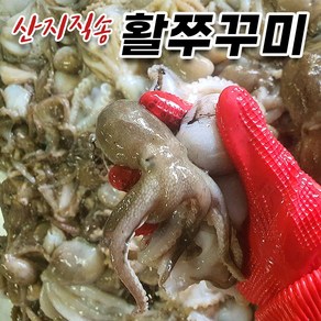 국산 활쭈꾸미 생물 주꾸미