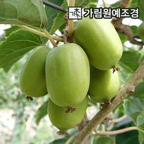 다래나무 다래 키위나무 가림원예조경, 왕다래(용성2호) 키150cm 결실주, 1개