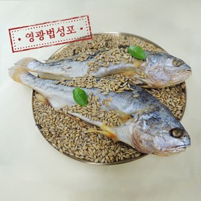 영광 산지직송 굴비 법성포 찐 보리 굴비 부세굴비 대부터 특대까지 / 일반(개별)포장, 3개, 특대 28-30cm