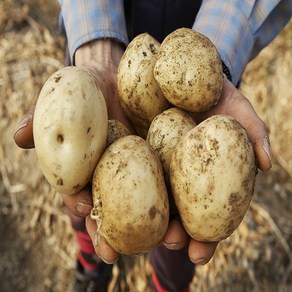 대장부농수산 산지직송 부드러운 수미감자 국내산 감자 햇감자, 1kg, 1개, 수미감자(소)