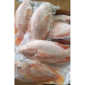 태국 레드텔라피아2p 냉동(FROZEN RED TILAPIA) 900G내외