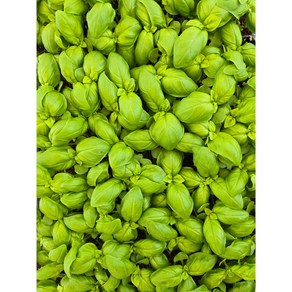 바질 친환경 무농약 허브 생스윗트바질 100g 바질(페스트용), 50g, 1개